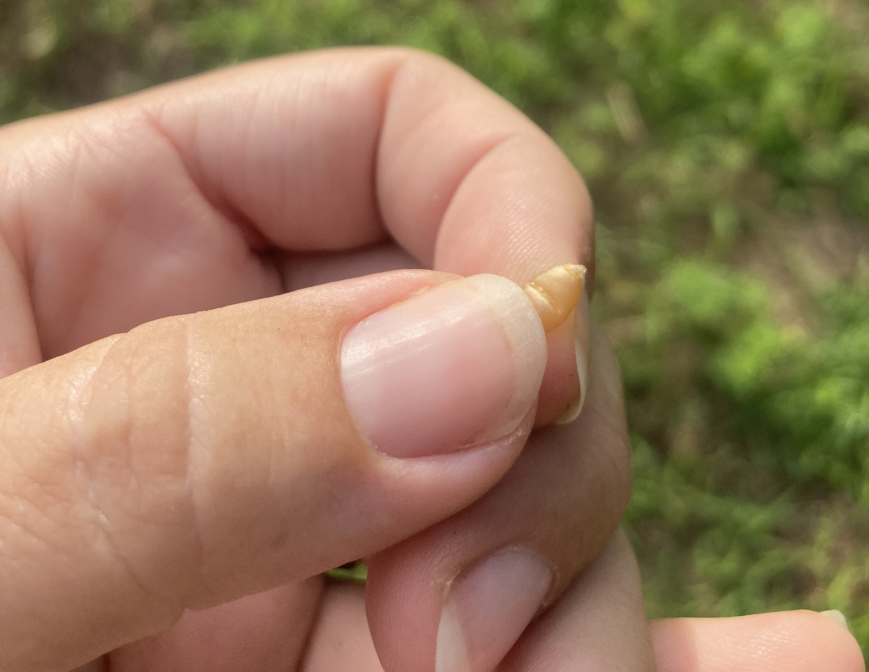 25 wheat fingernail indent cropped.jpg